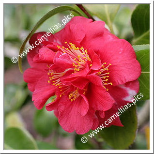 Camellia Japonica 'Beau Harp'