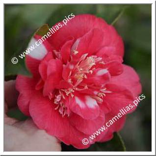 Camellia Japonica 'Beau Harp'