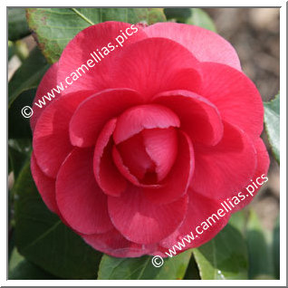 Camellia Japonica 'Beauté de Nantes'