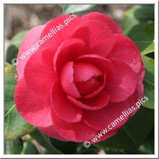 Camellia Japonica 'Beauté de Nantes'