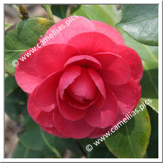 Camellia Japonica 'Beauté de Nantes'