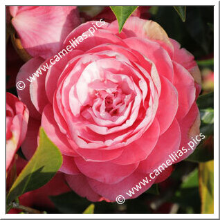 Camellia Japonica 'Beauty Grafton'