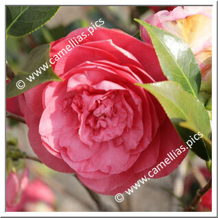 Camellia Japonica 'Beauty Grafton'