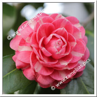 Camellia Japonica 'Bella di Firenze'