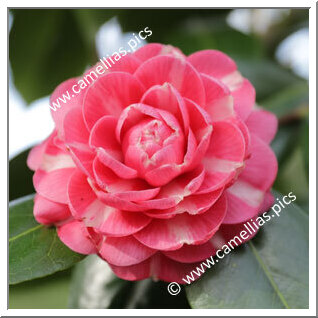 Camellia Japonica 'Bella di Firenze'