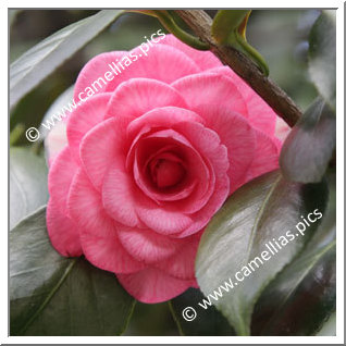 Camellia Japonica 'Bella d'Etruria'