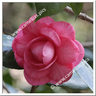Camellia Japonica 'Bella d'Etruria'