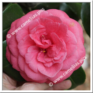 Camellia Japonica 'Bella Lambertii'