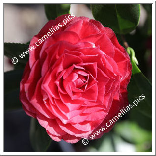 Camellia Japonica 'Nuccio's Bella Rossa'