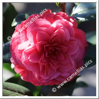 Camellia Japonica 'Nuccio's Bella Rossa'