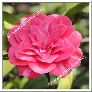 Camellia Japonica 'Bella di San Gignese'