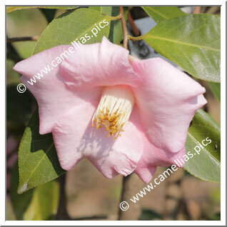 Camellia Hybride 'Bellbird'