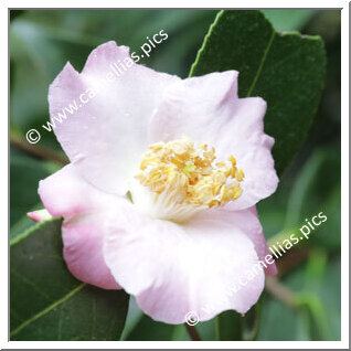 Camellia Hybrid 'Bellbird'