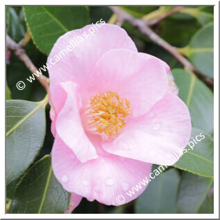 Camellia Hybrid 'Bellbird'