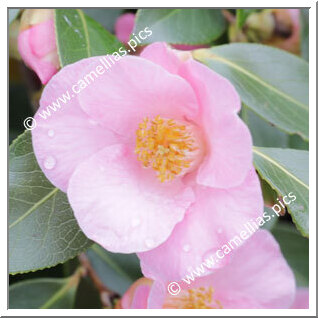 Camellia Hybrid 'Bellbird'