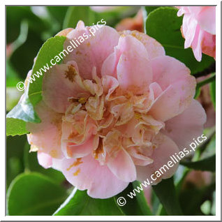 Camellia Japonica 'Belle of the Ball '