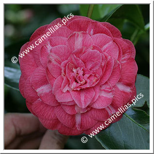 Camellia Japonica 'Belle Jeanette'