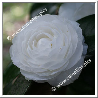Camellia Japonica 'Belle Judith'