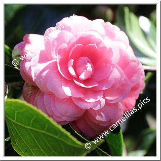 Camellia Japonica 'Belliformis'