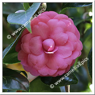 Camellia Japonica 'Belliformis'