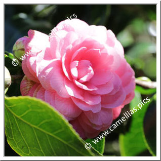 Camellia Japonica 'Belliformis'