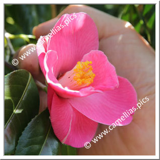 Camellia Japonica 'Beni-akari'