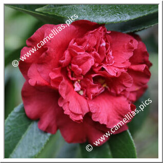 Camellia Japonica 'Beni-arajishi'