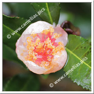 Camellia Botanique 'C. sinensis 'Benibena-cha''