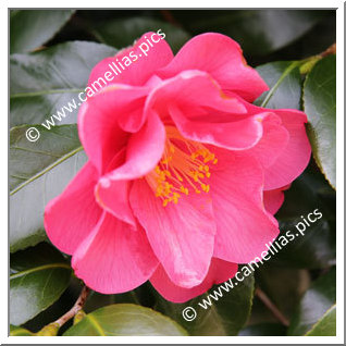 Camellia Japonica 'Beni-fuku-musume'