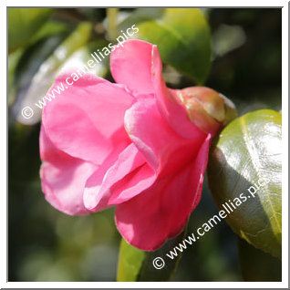 Camellia Wabisuke 'Beni-wabisuke'