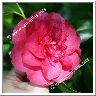 Camellia Japonica 'Benibotan'