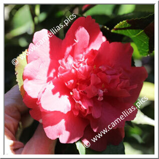 Camellia Japonica 'Benidaikagura'