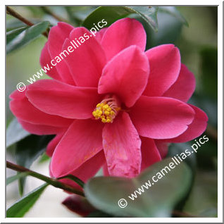 Camellia Japonica 'Benihagoromo '