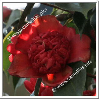 Camellia Japonica 'Benikarako'