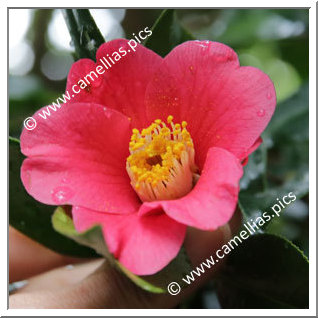 Camellia Japonica 'Benikosuzume'