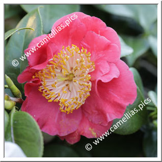 Camellia Camellia Japonica de Higo 'Benitanchô'