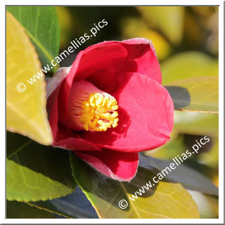 Camellia Japonica 'Benitsukasa '