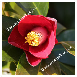 Camellia Japonica 'Benitsukasa '