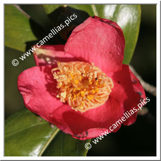 Camellia Japonica 'Beniyuki'
