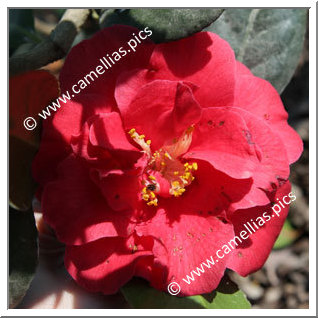 Camellia Japonica 'Benjamin'