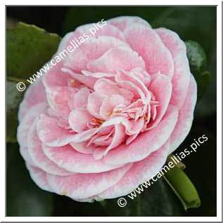 Camellia Japonica 'Bénodet Panaché'