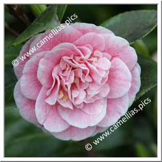 Camellia Japonica 'Bénodet Panaché'