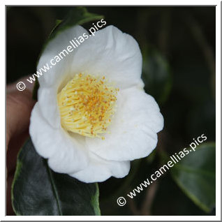 Camellia Japonica 'Benten-shiratama'