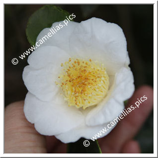 Camellia Japonica 'Benten-shiratama'
