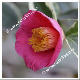 Camellia Japonica 'Benten-tsubaki '