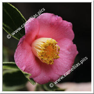 Camellia Japonica 'Benten-tsubaki '