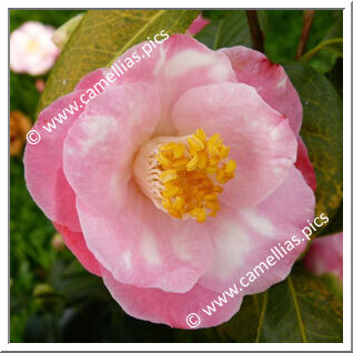 Camellia Japonica 'Berenice Boddy Variegated'