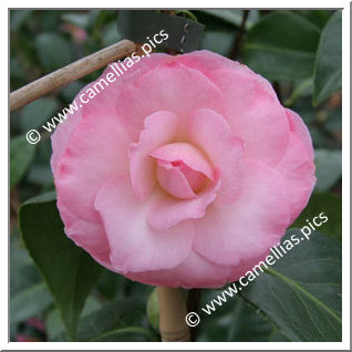 Camellia Japonica 'Berenice Perfection'