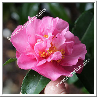 Camellia Sasanqua 'Bert Jones'