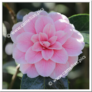 Camellia Japonica 'Berta Giglioli'